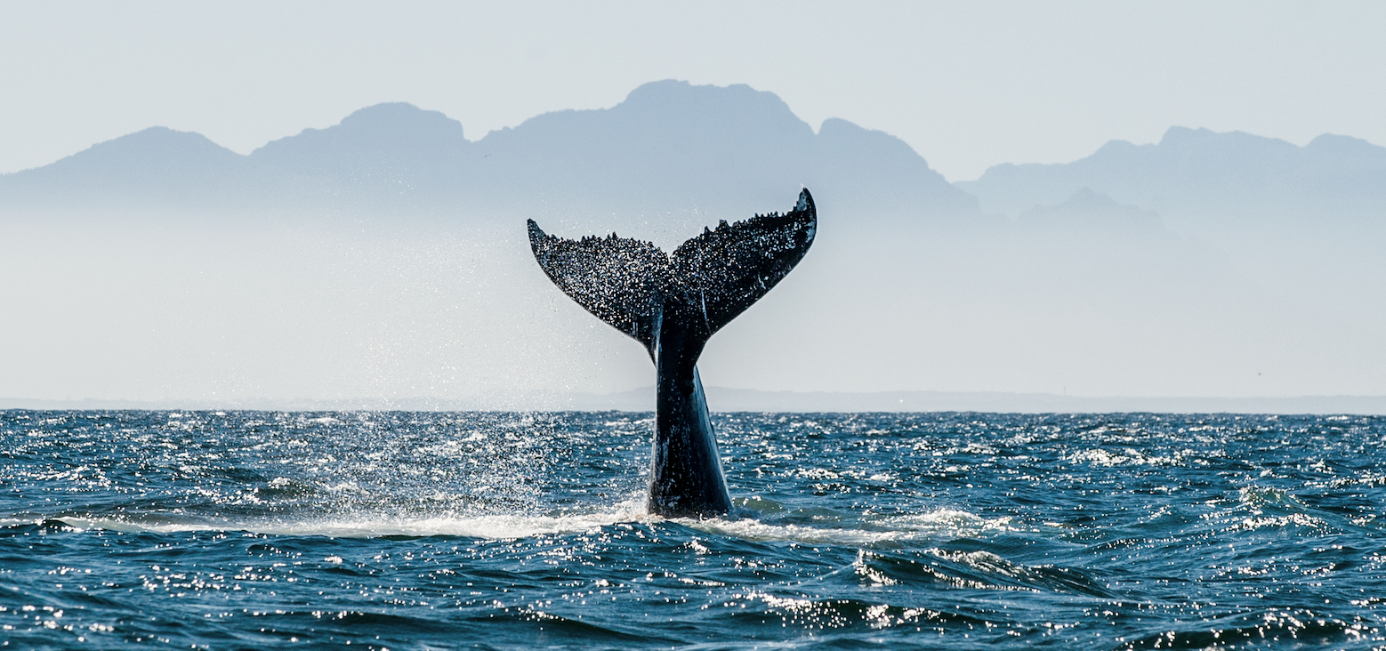 Ruhender Ethereum (ETH)-Wal erwacht und bewegt Millionen